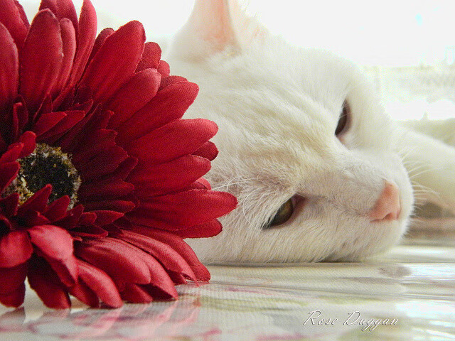 开yun体育-史上“突破”得分纪录，谁的表现最令人震撼？，突破锦集