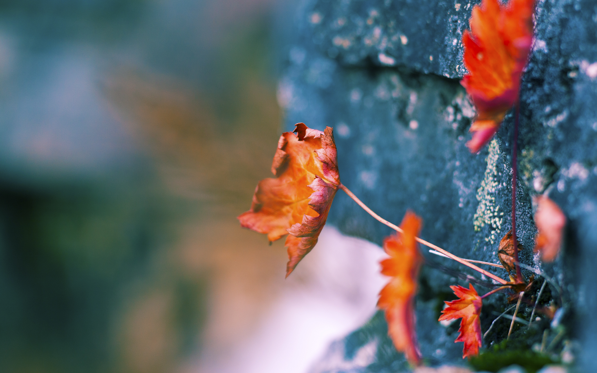 开云竞猜官网-弗拉门戈前锋佩德罗成为欧洲多家俱乐部关注对象，佩德罗足球